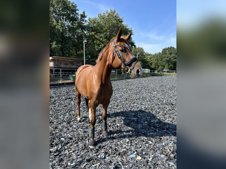 Westphalien Jument 13 Ans 167 cm Alezan in Ibbenbüren