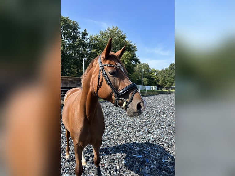Westphalien Jument 13 Ans 167 cm Alezan in Ibbenbüren