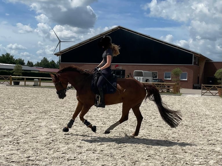 Westphalien Jument 13 Ans 167 cm Alezan in Ibbenbüren