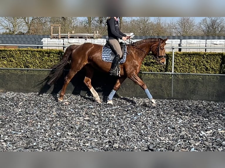 Westphalien Jument 13 Ans 167 cm Alezan in Ibbenbüren