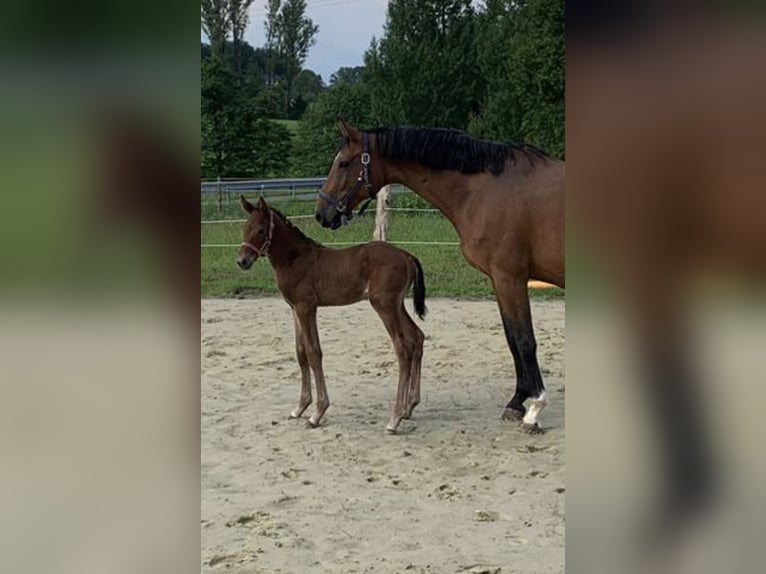Westphalien Jument 13 Ans 167 cm Bai in WipperfürthWipperfürth