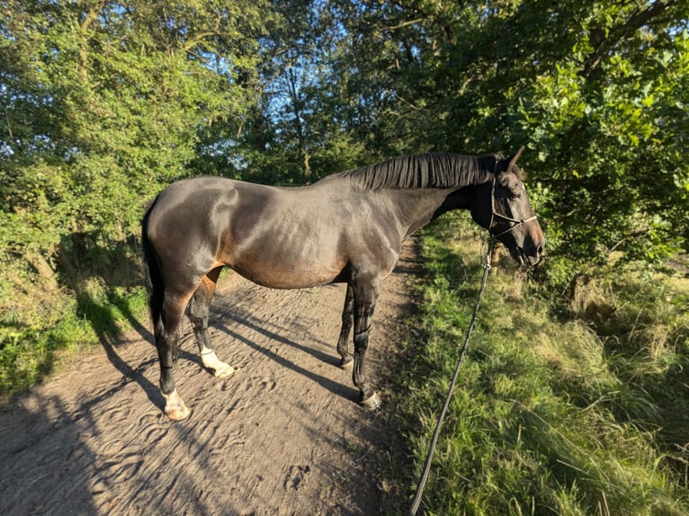 Westphalien Jument 13 Ans 168 cm Bai brun foncé in Norderstedt