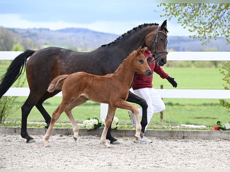 Westphalien Jument 13 Ans 169 cm Bai in Illertissen