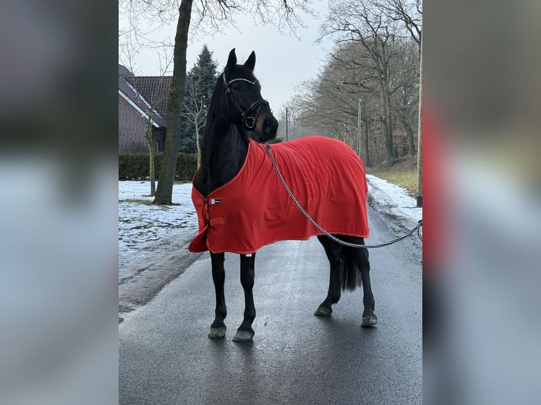 Westphalien Jument 13 Ans 170 cm Bai brun in Spelle