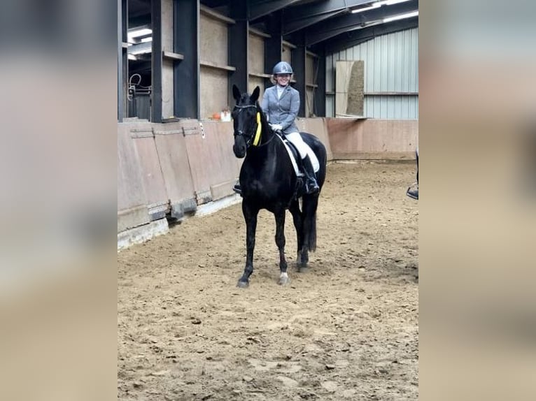 Westphalien Jument 13 Ans 170 cm Noir in Sprockhövel