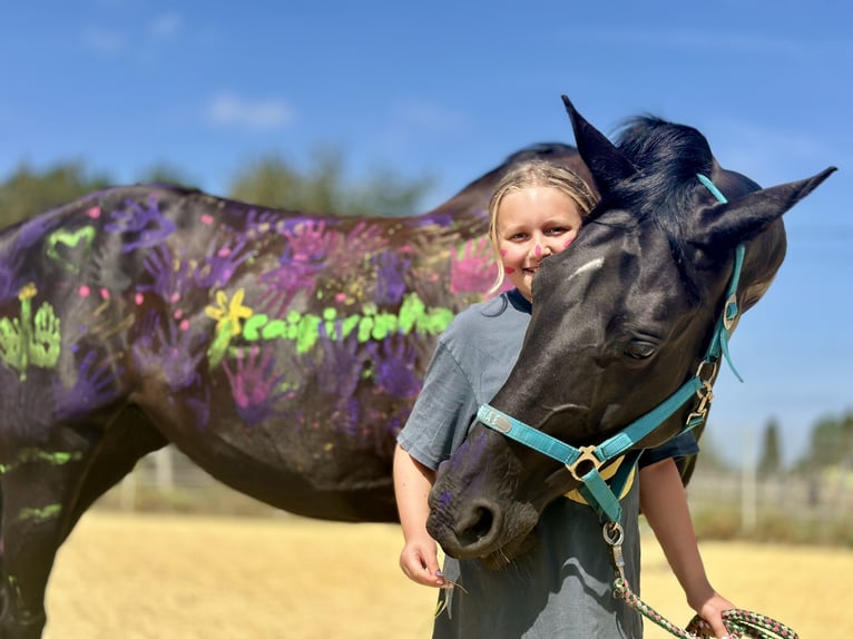 Westphalien Jument 13 Ans 170 cm Noir in Sprockhövel