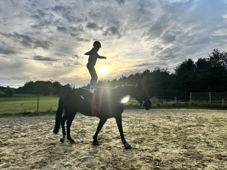 Westphalien Jument 13 Ans 170 cm Noir in Sprockhövel