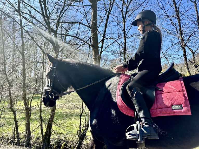 Westphalien Jument 13 Ans 170 cm Noir in Sprockhövel