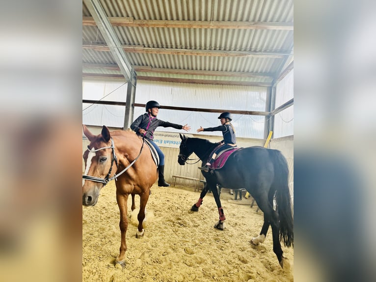 Westphalien Jument 13 Ans 170 cm Noir in Sprockhövel