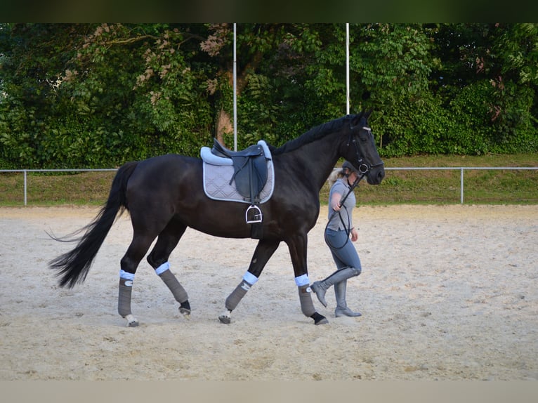 Westphalien Jument 13 Ans 170 cm Noir in Sprockhövel