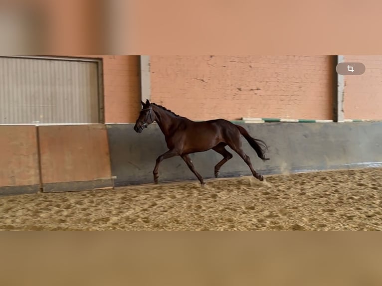 Westphalien Jument 13 Ans 173 cm Alezan brûlé in Windhagen