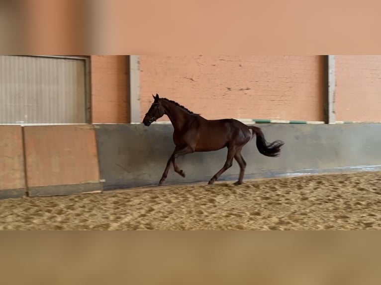 Westphalien Jument 13 Ans 173 cm Alezan brûlé in Windhagen