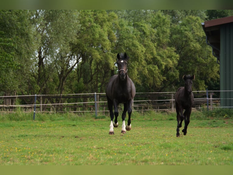 Westphalien Jument 13 Ans 175 cm Noir in Borken