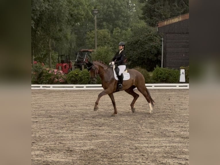 Westphalien Jument 13 Ans 178 cm Alezan in Delitzsch