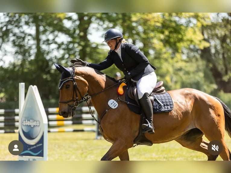 Westphalien Jument 13 Ans 180 cm Bai brun in Hagen im Bremischen