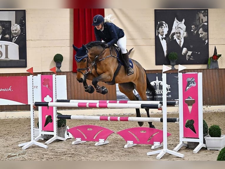 Westphalien Jument 13 Ans 180 cm Bai brun in Hagen im Bremischen