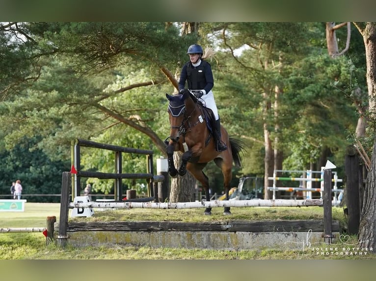 Westphalien Jument 13 Ans 180 cm Bai brun in Hagen im Bremischen