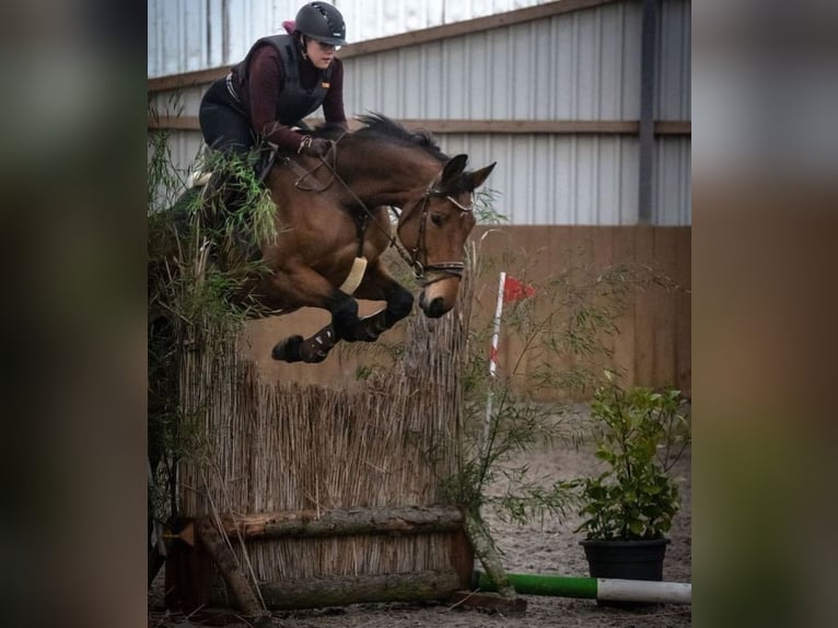 Westphalien Jument 13 Ans 180 cm Bai brun in Hagen im Bremischen