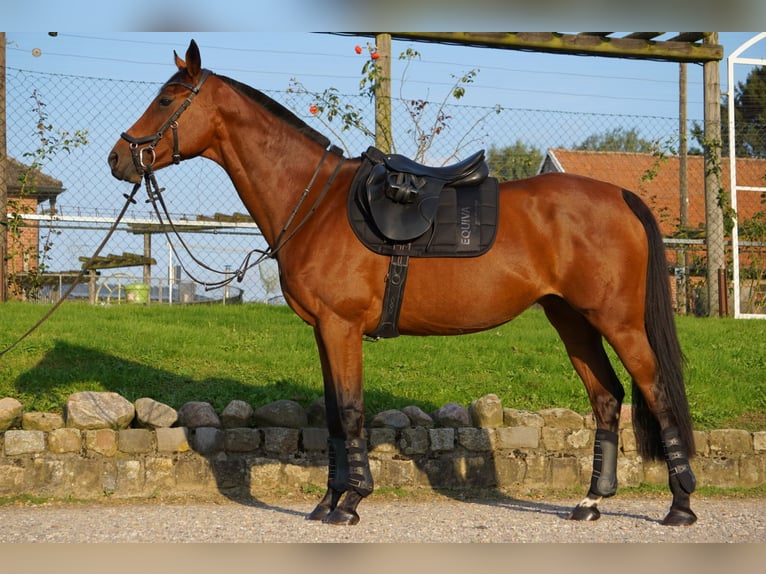 Westphalien Jument 14 Ans 159 cm Bai in Reken