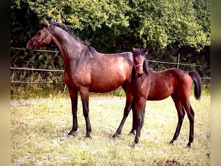 Westphalien Jument 14 Ans 163 cm Bai brun in Brzyków