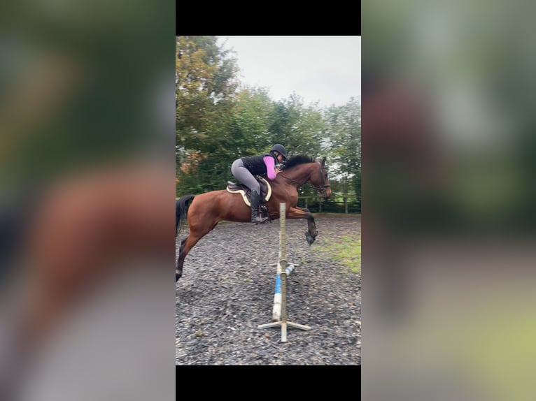 Westphalien Jument 14 Ans 163 cm Bai in Nieuw-Balinge