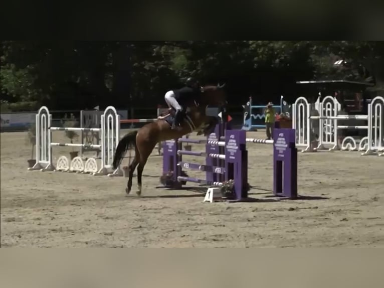 Westphalien Jument 14 Ans 165 cm Bai in Groß-Zimmern