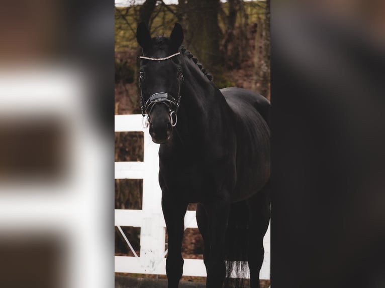 Westphalien Jument 14 Ans 169 cm Noir in Nettersheim