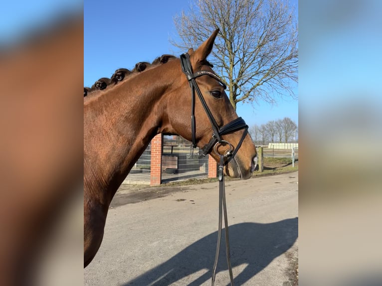 Westphalien Jument 14 Ans 171 cm Alezan in Saerbeck