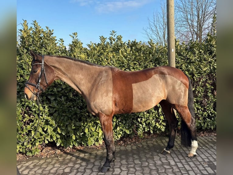 Westphalien Jument 14 Ans 172 cm Bai in Ennigerloh