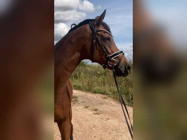 Westphalien Jument 15 Ans 160 cm Bai in Bismark (Altmark)