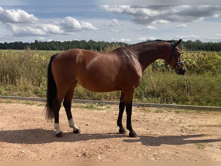 Westphalien Jument 15 Ans 160 cm Bai in Bismark (Altmark)