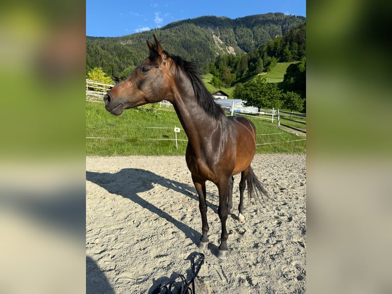 Westphalien Jument 15 Ans 164 cm Bai in Jenbach