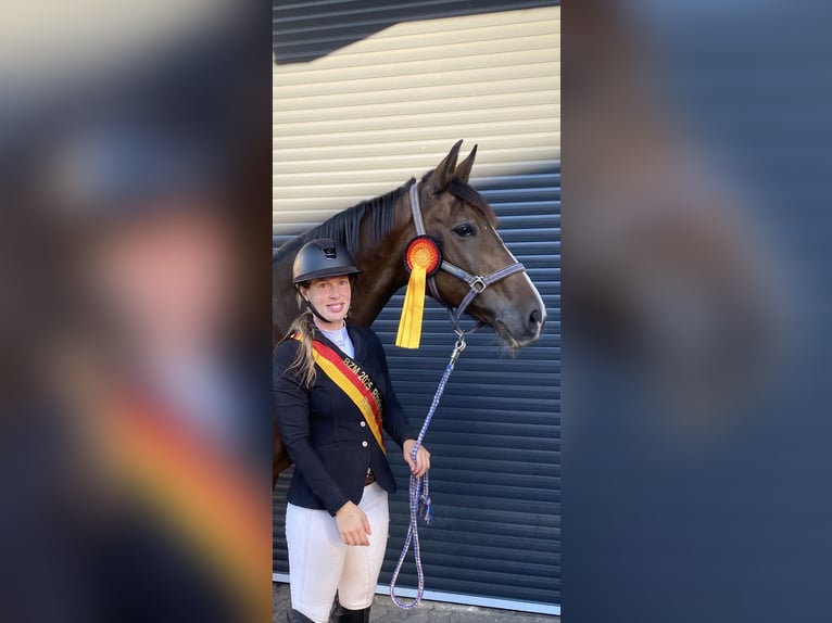 Westphalien Jument 15 Ans 165 cm Bai brun in Mayen