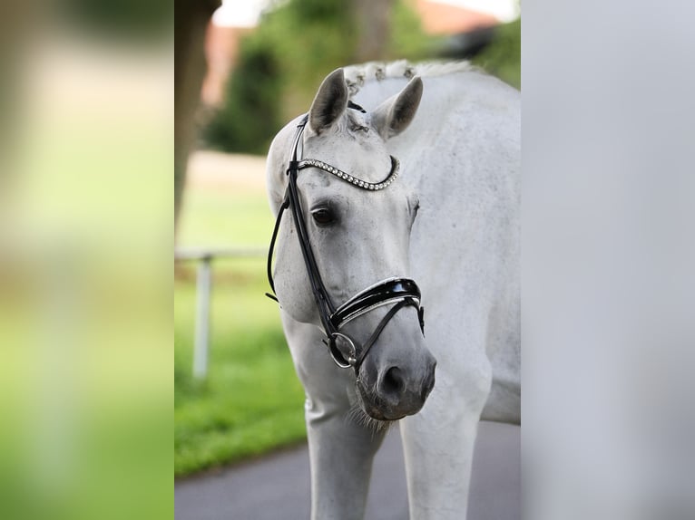 Westphalien Jument 15 Ans 174 cm Gris in Ennigerloh