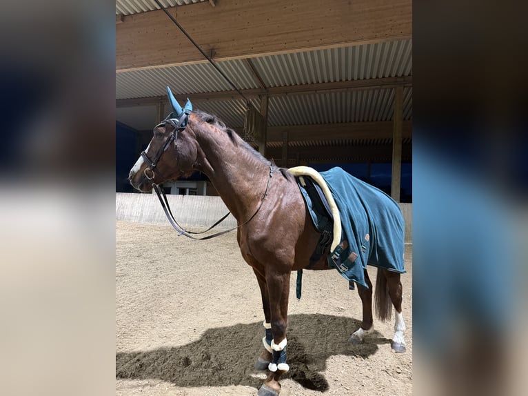 Westphalien Jument 15 Ans 175 cm Alezan brûlé in Nachrodt-Wiblingwerde