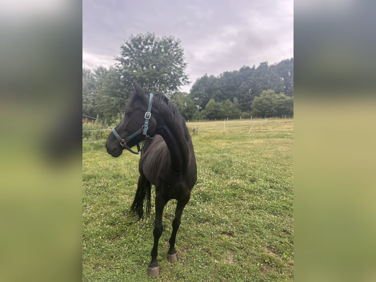 Westphalien Jument 16 Ans 159 cm Noir in Siegen