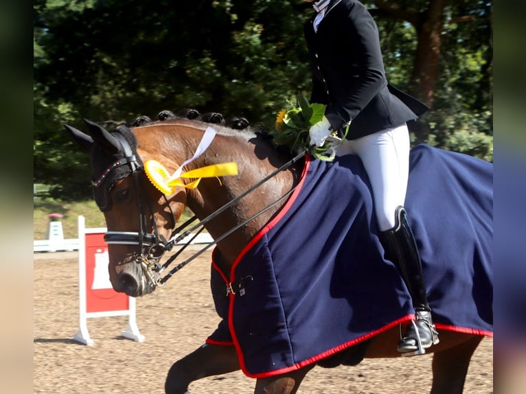 Westphalien Jument 16 Ans 165 cm Bai in Schenefeld