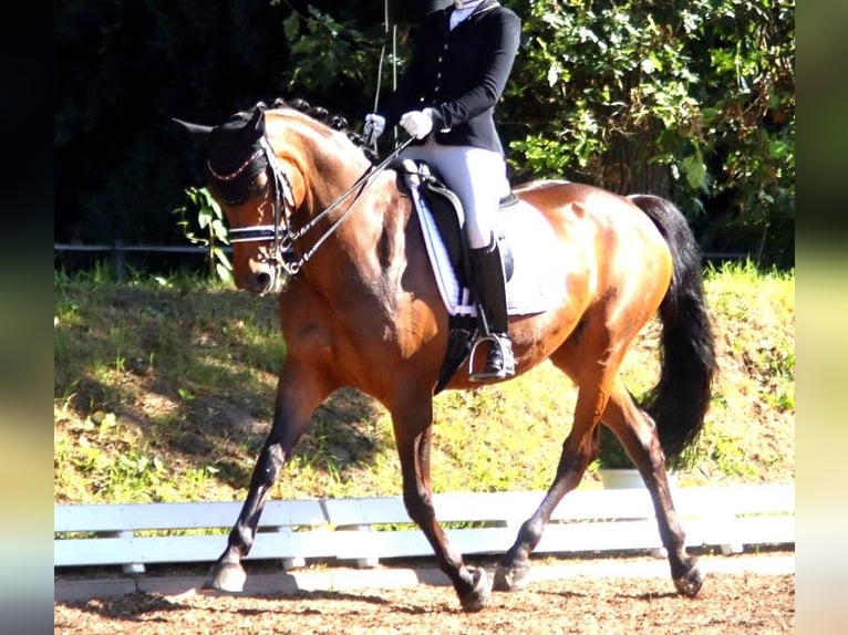 Westphalien Jument 16 Ans 165 cm Bai in Schenefeld
