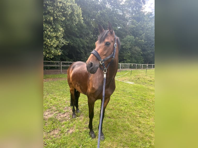 Westphalien Jument 16 Ans 165 cm Bai in Schenefeld