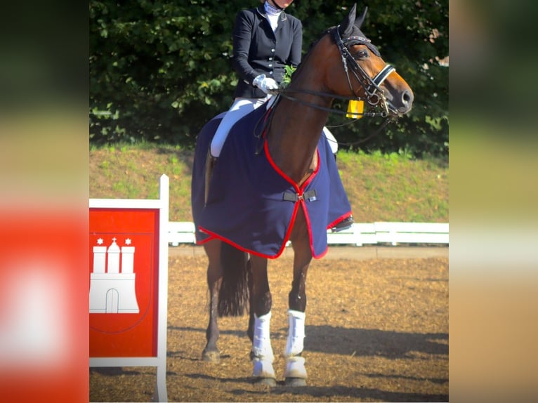 Westphalien Jument 16 Ans 165 cm Bai in Schenefeld