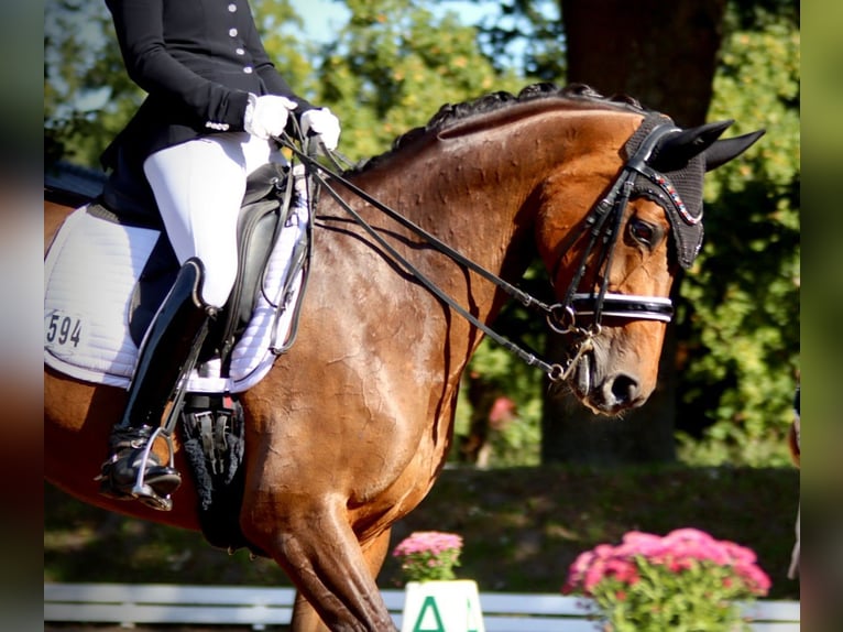 Westphalien Jument 16 Ans 165 cm Bai in Schenefeld