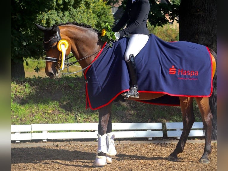 Westphalien Jument 16 Ans 165 cm Bai in Schenefeld