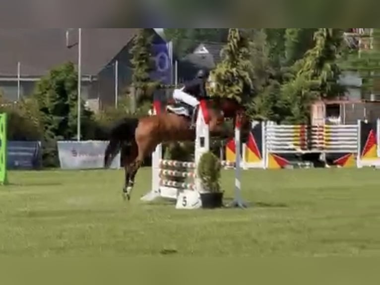 Westphalien Jument 16 Ans 165 cm Bai in Osterholz-Scharmbeck