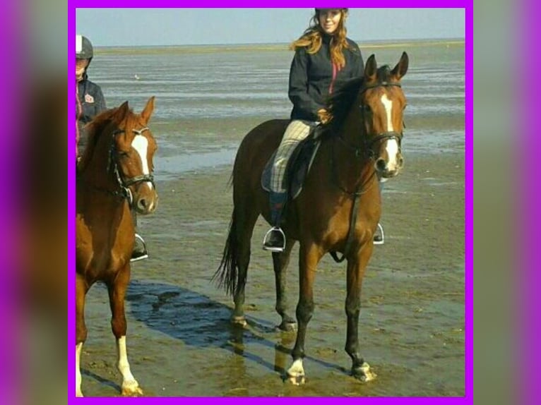 Westphalien Jument 16 Ans 165 cm Bai in Osterholz-Scharmbeck
