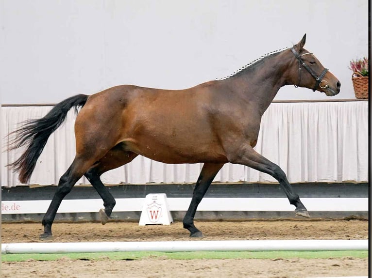 Westphalien Jument 16 Ans 167 cm Bai in GROTE-BROGEL