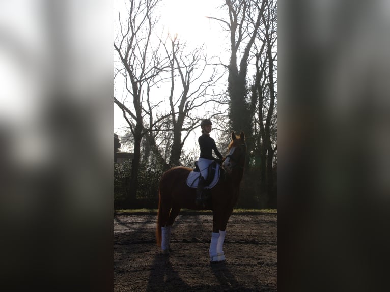 Westphalien Jument 16 Ans 174 cm Alezan in Rhauderfehn