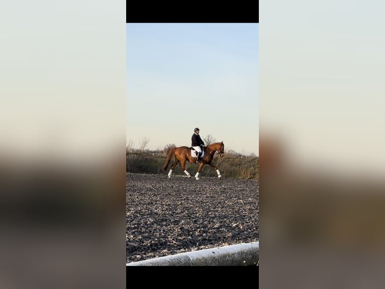 Westphalien Jument 16 Ans Alezan in Wien, Donaustadt