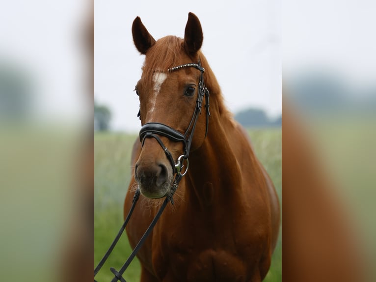 Westphalien Jument 17 Ans 165 cm Alezan in Gescher