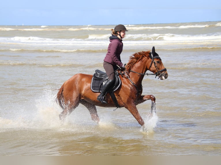 Westphalien Jument 17 Ans 165 cm Alezan in Gescher
