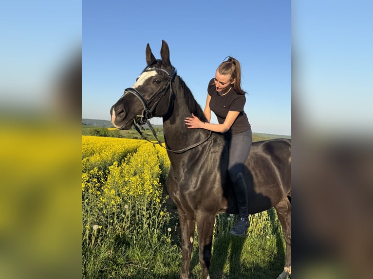 Westphalien Jument 17 Ans 165 cm Noir in Stetten am kalten Markt